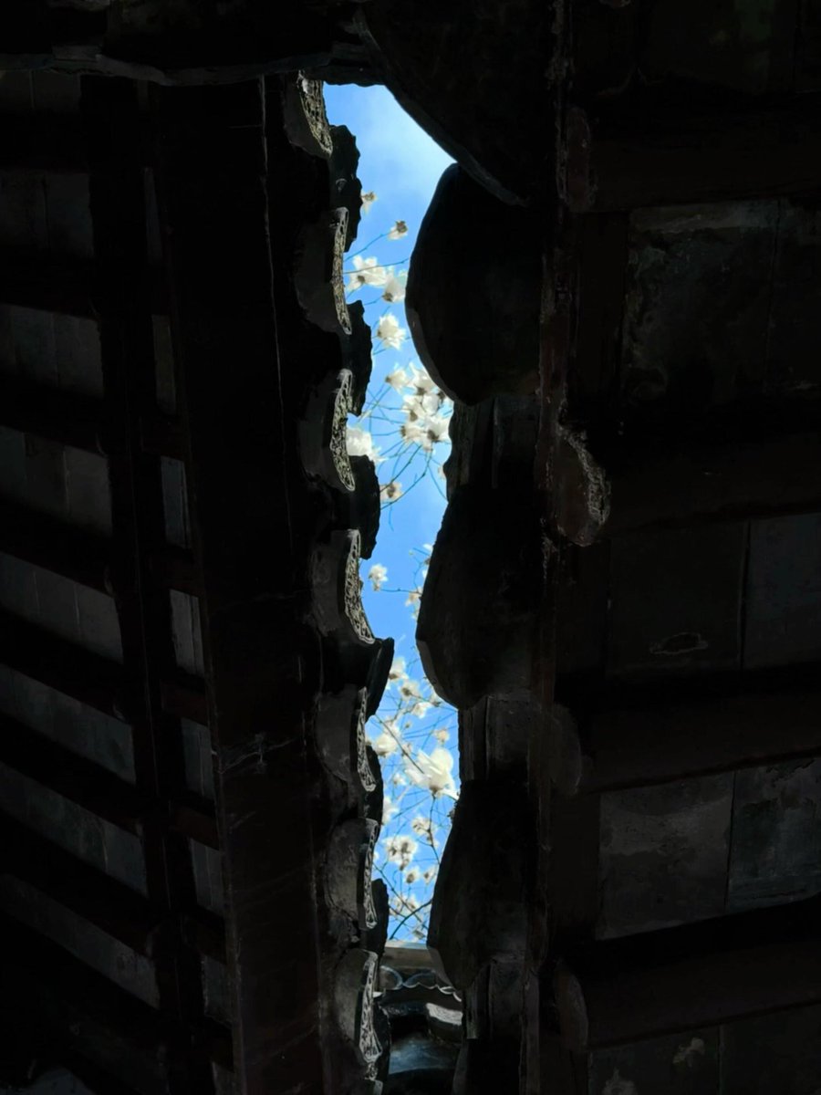inJiangsuJP's tweet photo. わあ、蘇州のモクレンがもう咲いてる!白い花びらと古い建物の屋根の組み合わせ、まるで画みたいで美しすぎる🌸 江南の春、最高です。#SpringInJiangsu #春花 #花好き #自然の美しさ #蘇州旅行 #中国旅行 @VisitSuzhou @VisitJiangsu https://t.co/g3uhRr0tyd