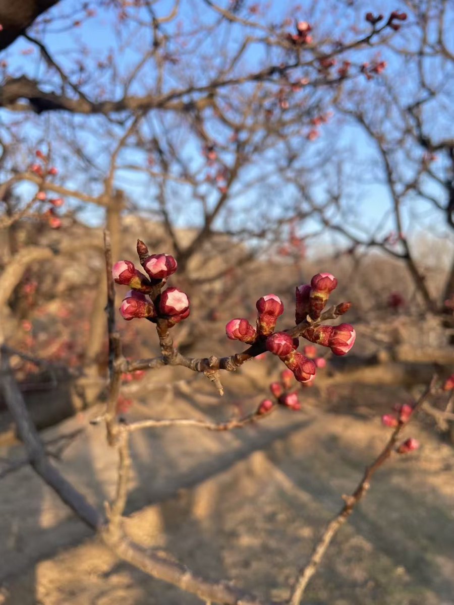 nurbiya110's tweet image. Guess which city this spring scene is from? 👇
The warm light on these apricot blossoms makes me want to stay outside all day.
Follow for more cozy nature snapshots! 🌼#SpringChallenge #TravelPhotography #ApricotFlower