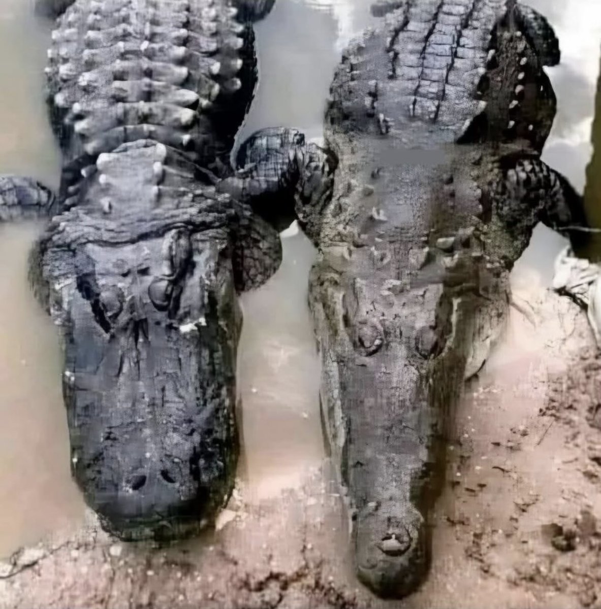 Mike Bales 🫡🇺🇸 tweet media