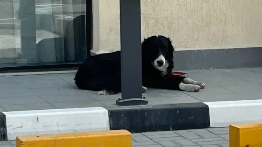 Algunos de los perros abandonados en Dubái por esos expats que no quieren pagar impuestos y que con esto certifican que son una mierda de personas.