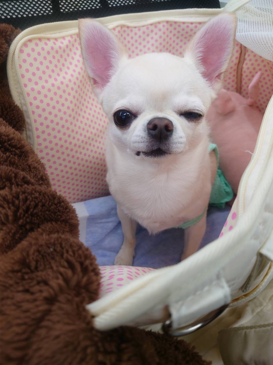forwardsoft_01's tweet photo. 新・広報のお嬢さんのカメラテストDAY🐶✨
表情管理もバッチリです。
動画公開もお楽しみに(∩´∀｀)∩

#企業公式がお疲れ様を言い合う
#企業公式つぶやき部
#いぬのいる暮らし 
#犬好きさんとつながりたい
#企業公式相互フォロー
#企業公式春のフォロー祭り https://t.co/onmSCXUE7q