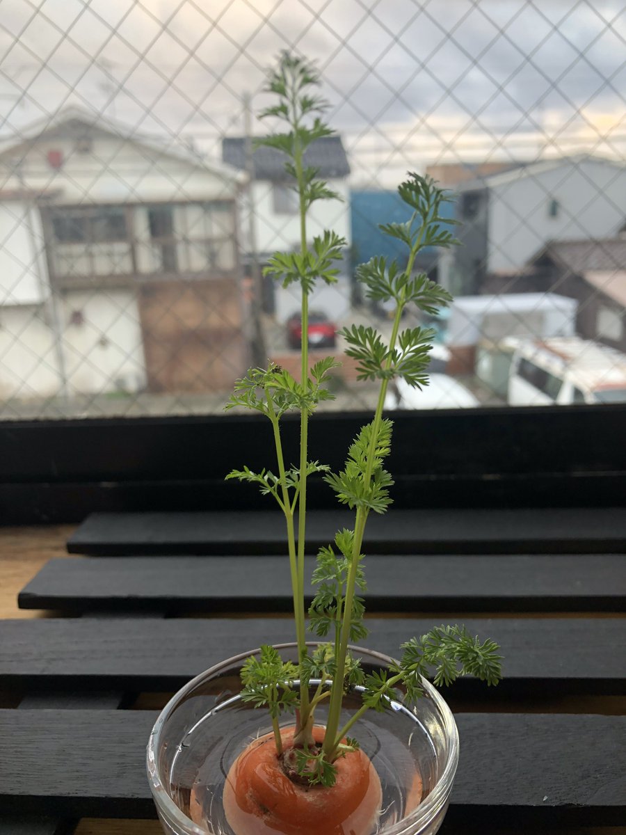 23日目🌱✨
すらっと伸びて本当に綺麗だね🌱
20センチいくかもしれないね☺️