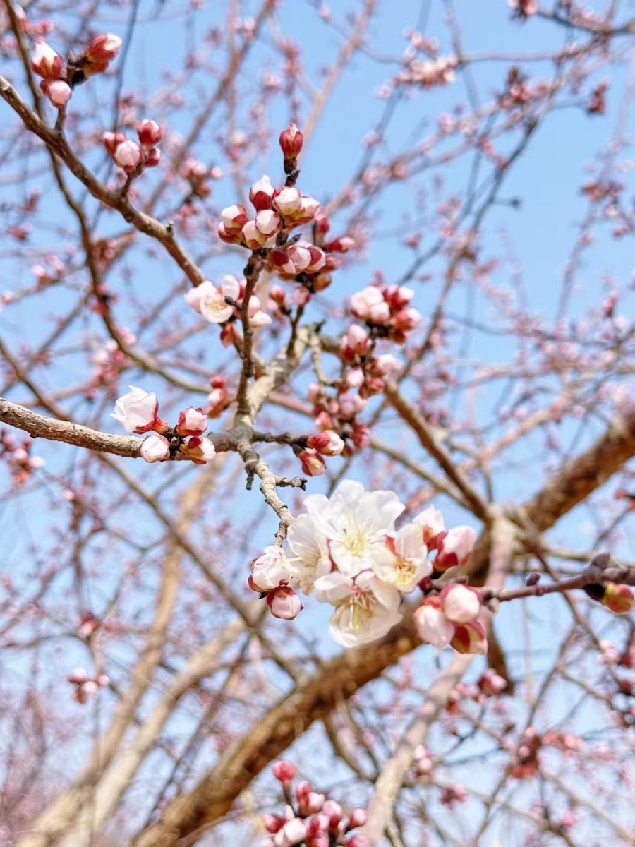 nurbiya110's tweet image. Guess which city this spring scene is from? 👇
The warm light on these apricot blossoms makes me want to stay outside all day.
Follow for more cozy nature snapshots! 🌼#SpringChallenge #TravelPhotography #ApricotFlower