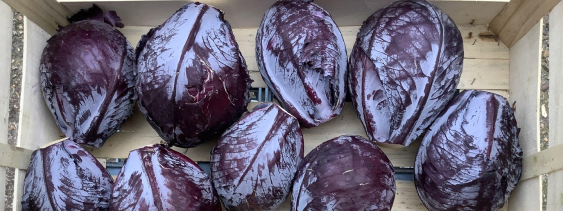 Farm Direct tweet media