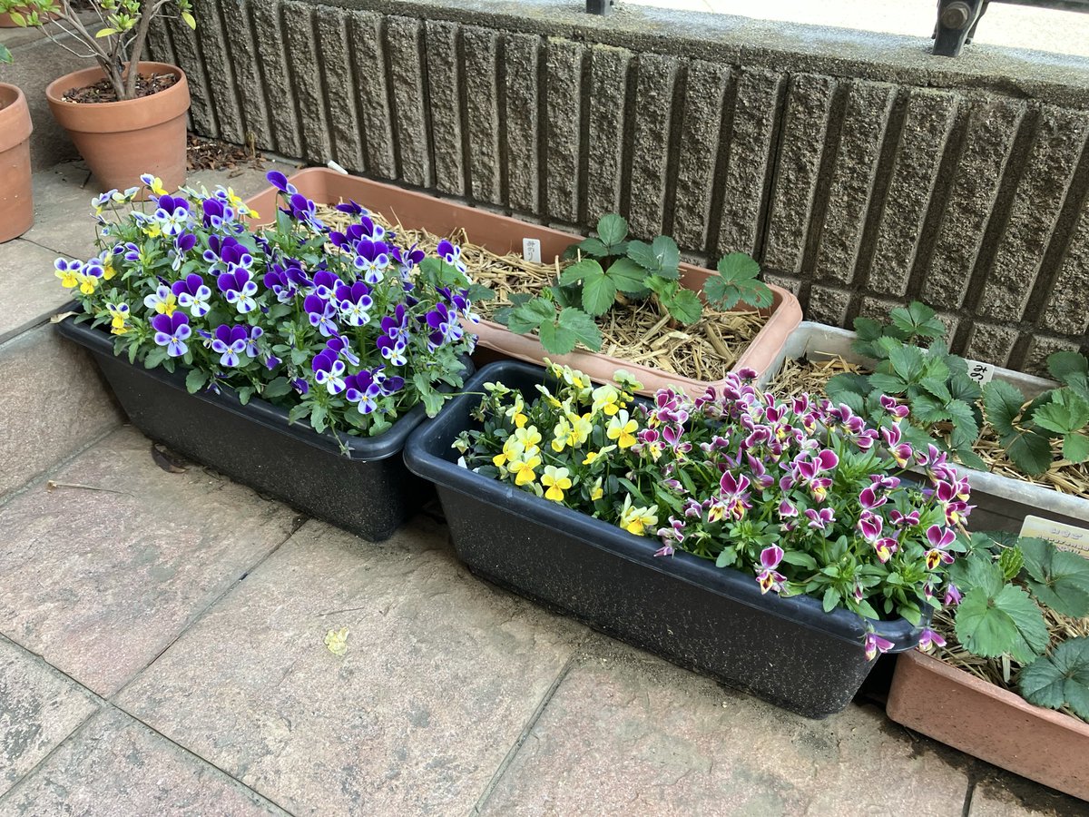 shuu_ski's tweet photo. 3月7日我が家のビオラ、メラコイデスが見頃中！今日の気温は寒いけど、花のある生活は楽しいです！ https://t.co/tHgm75DhTt