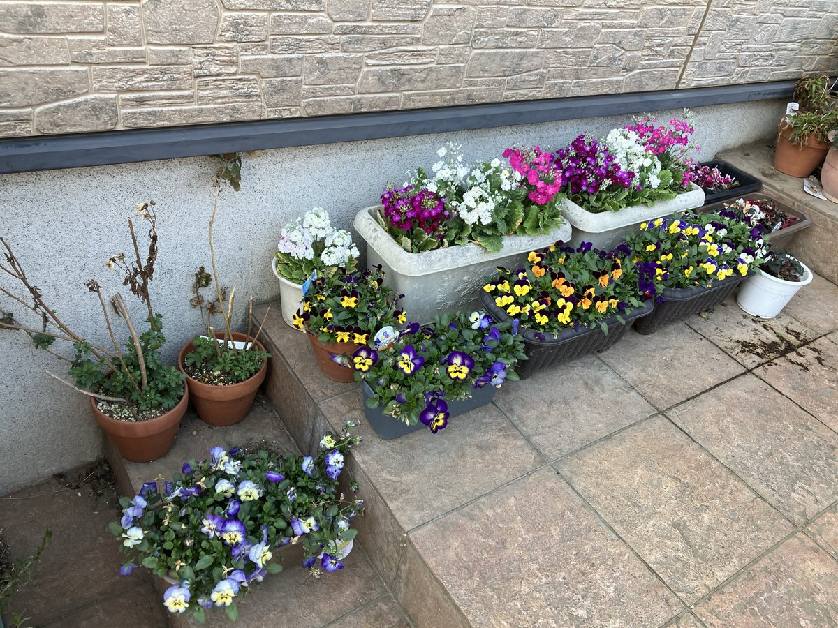 shuu_ski's tweet photo. 3月7日我が家のビオラ、メラコイデスが見頃中！今日の気温は寒いけど、花のある生活は楽しいです！ https://t.co/tHgm75DhTt