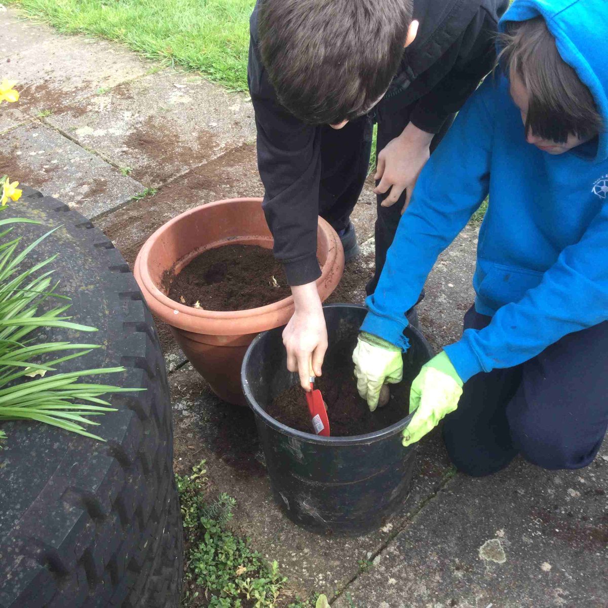 MillbrookJunior's tweet photo. This year, the ECO committee is taking part in the Grow Your Own Potatoes project. Several members helped to plant the seed potatoes, and we look forward to watching them grow. https://t.co/hnVXlHa7SF