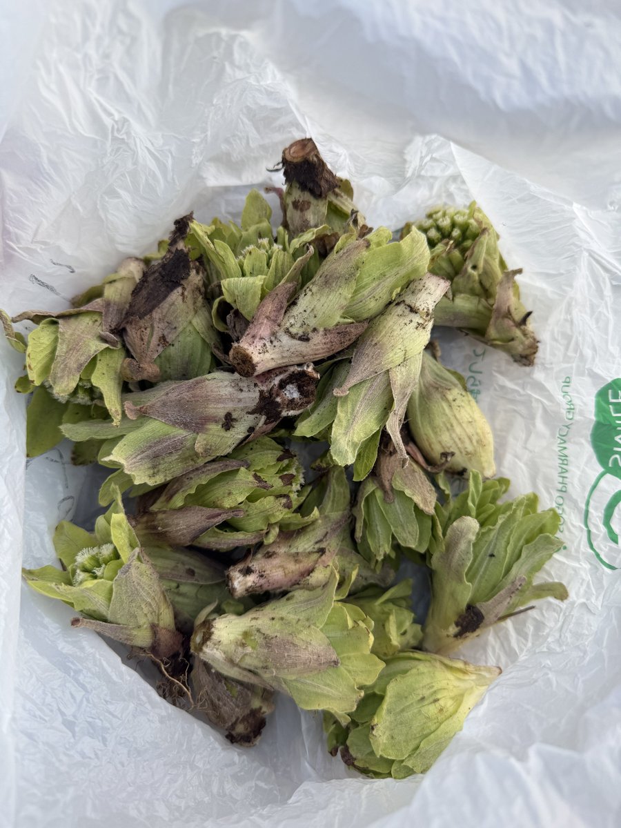 やすくん🍯🐝TL不具合 tweet media