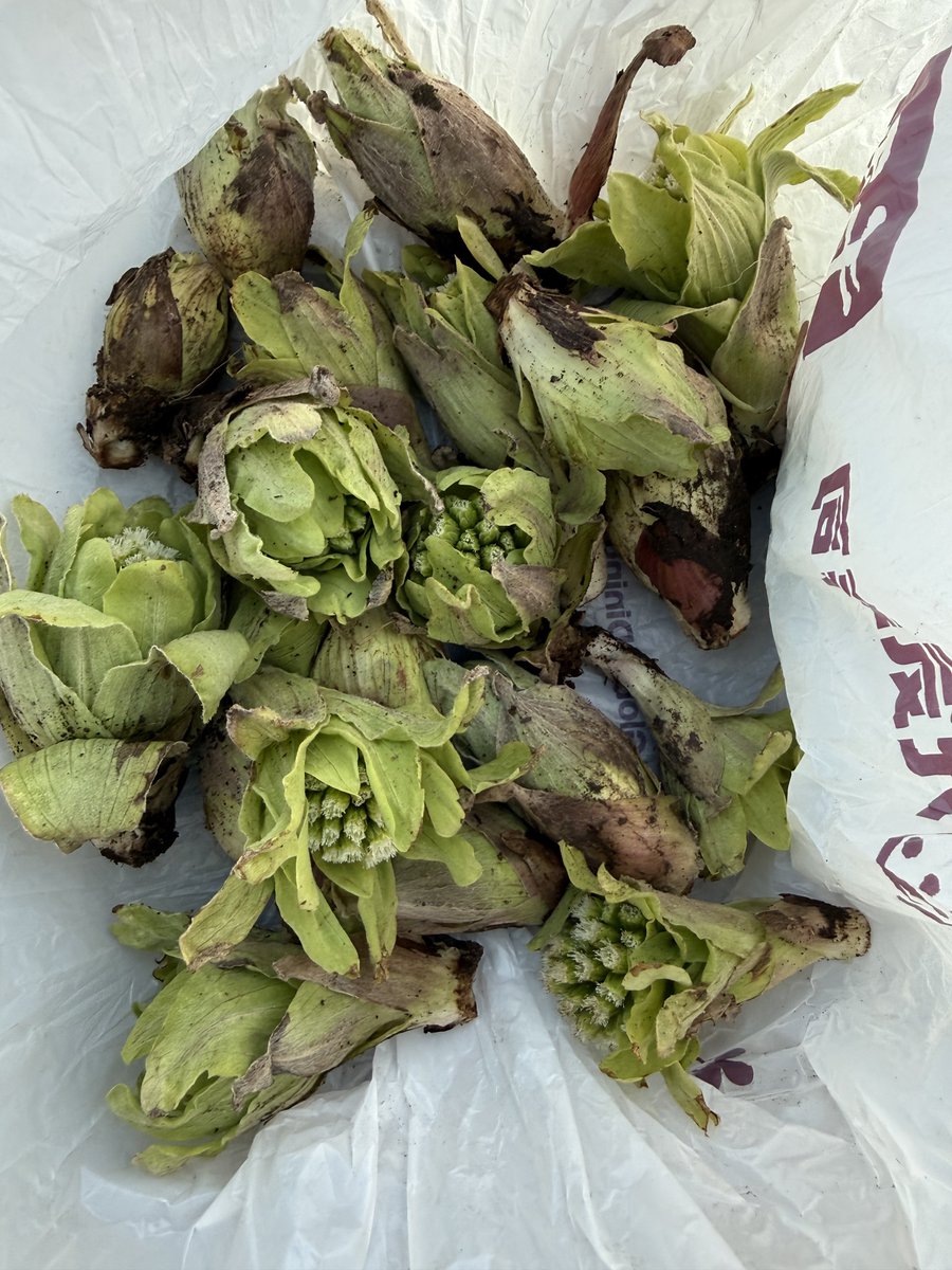 やすくん🍯🐝TL不具合 tweet media