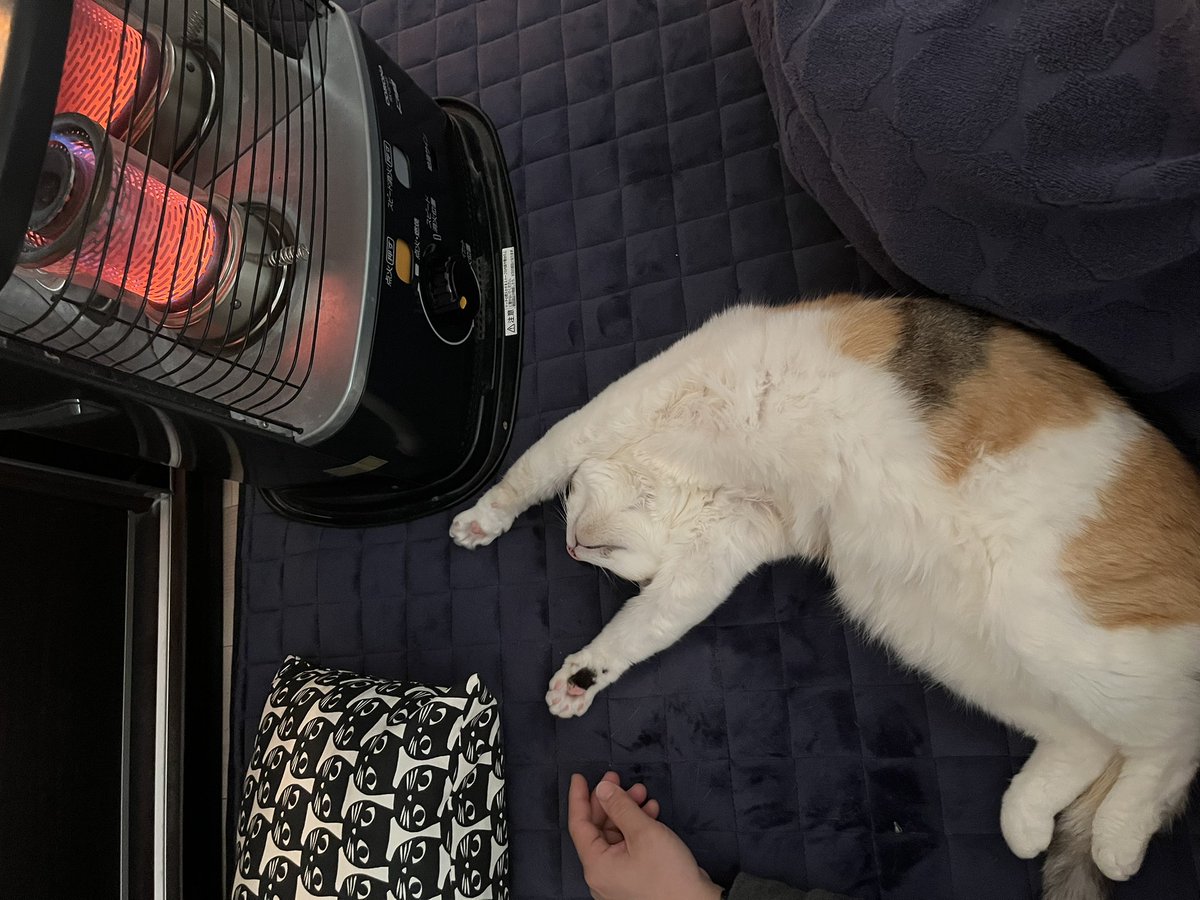 猫と過ごすとゴロゴロすることがいかに大事で幸せなことか。