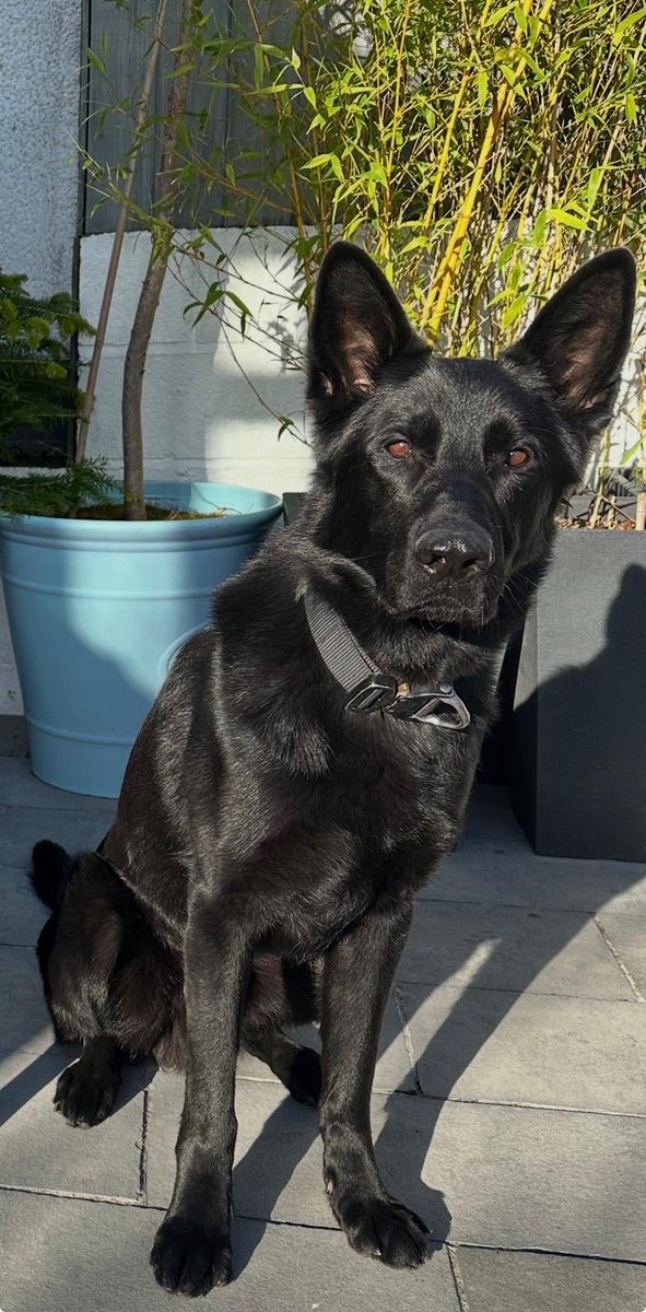 Devon Police Dogs tweet media