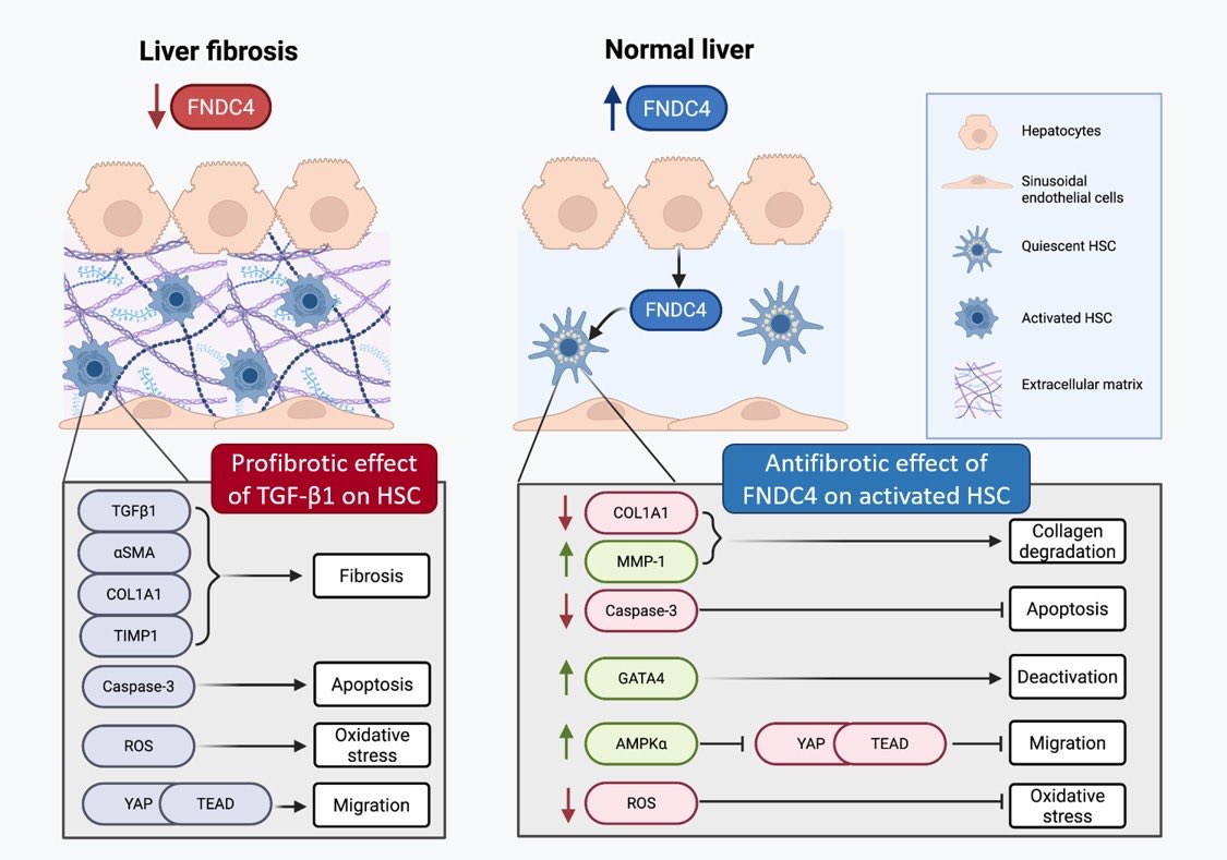 Amaia Rodríguez tweet media