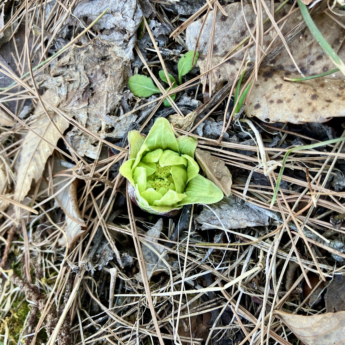福島県 野生生物共生センター tweet media