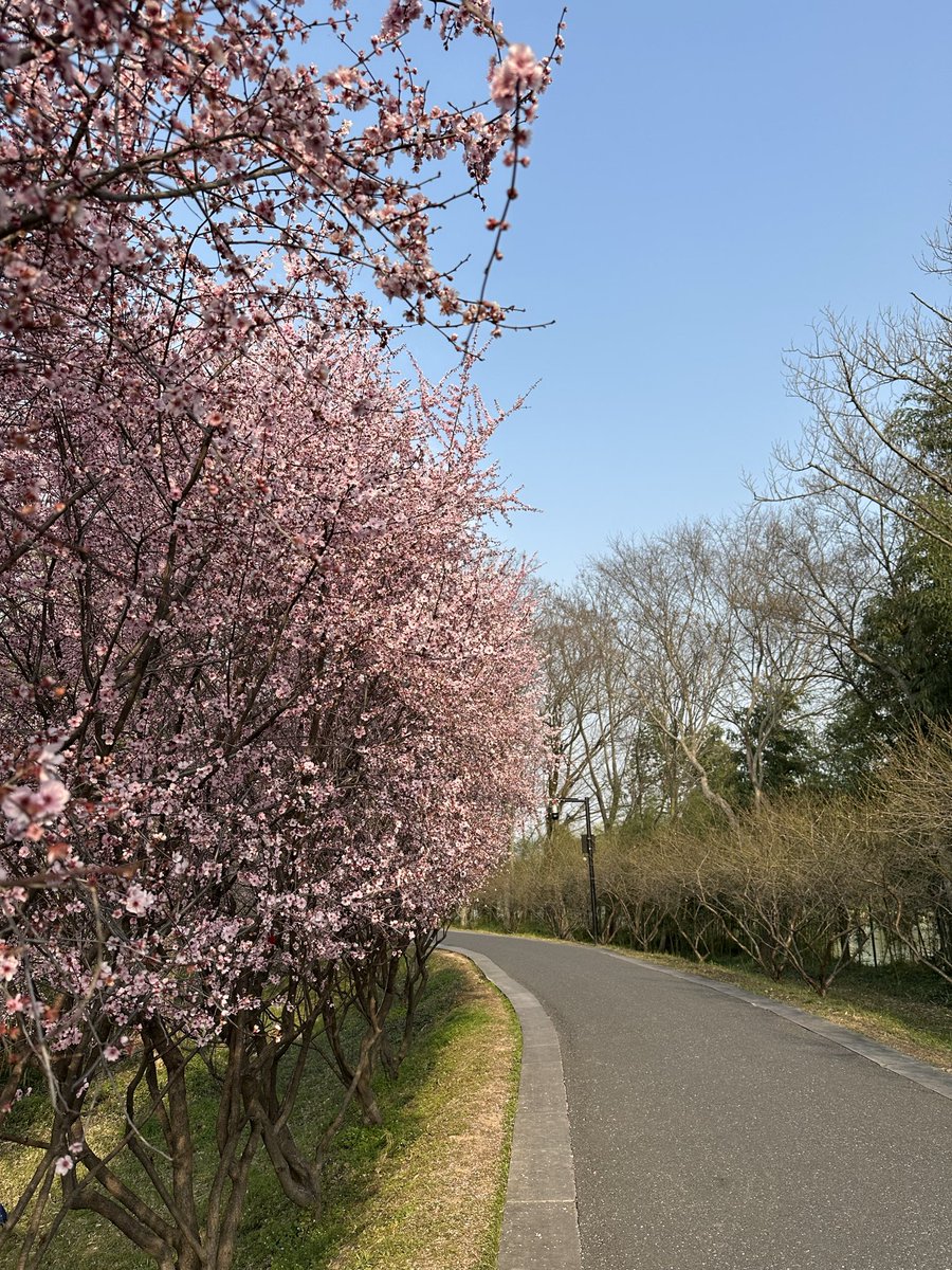 西溪湿地的美人梅开满了