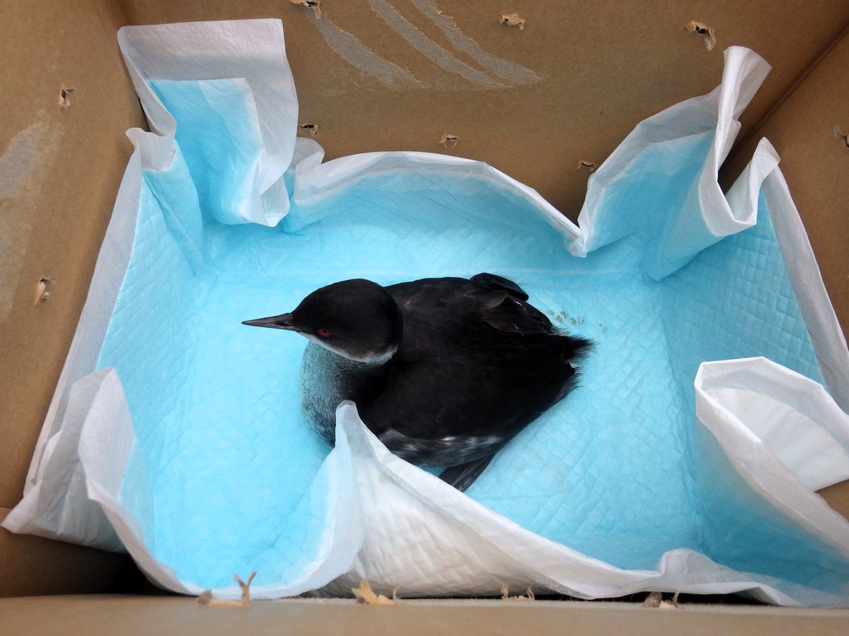 福島県 野生生物共生センター tweet media