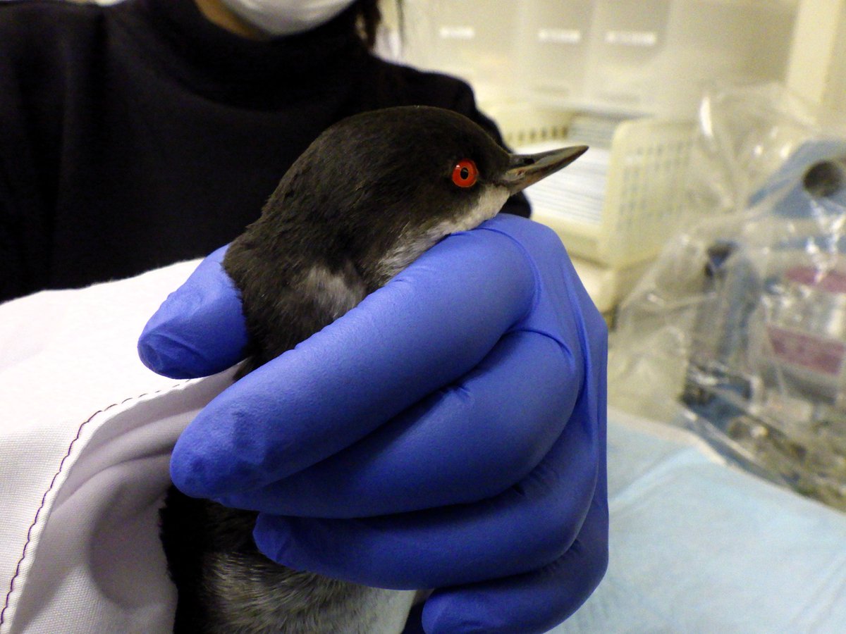 福島県 野生生物共生センター tweet media