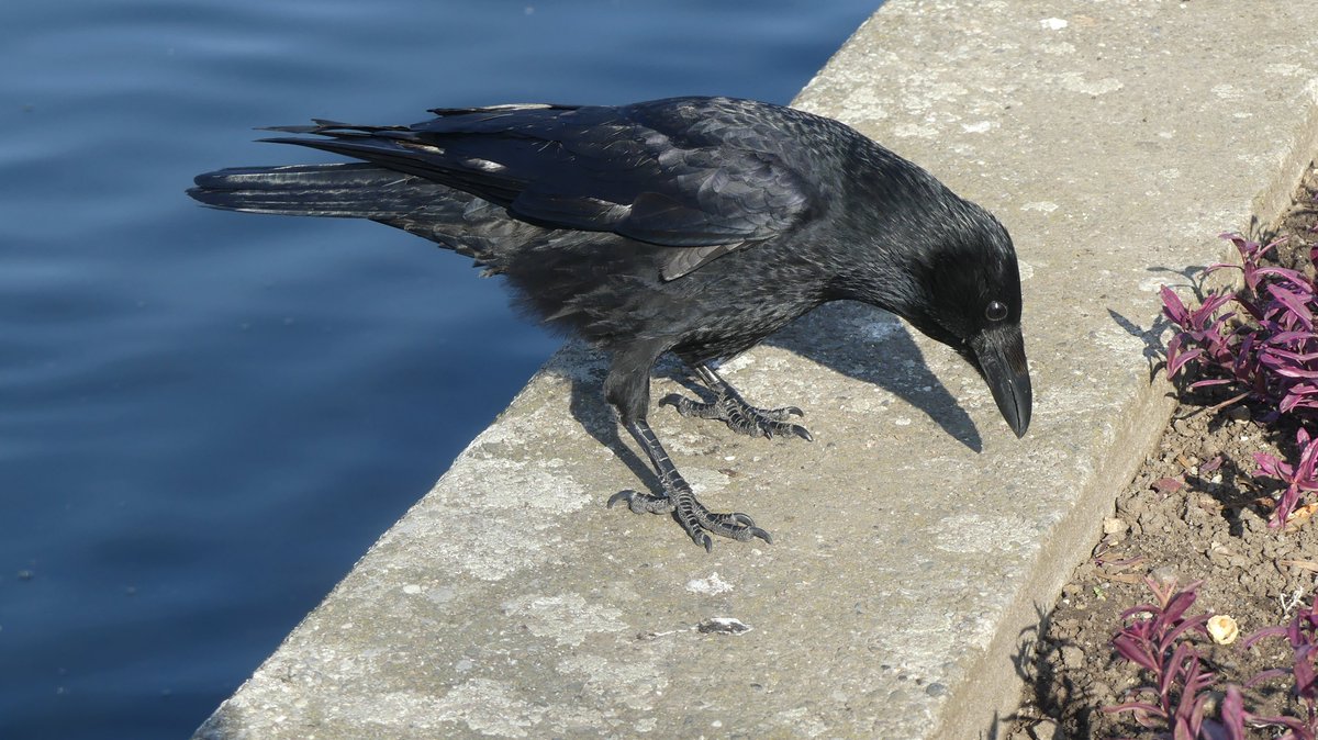 Yes Douglas, it's an empty peanut shell. Someone beat you to it