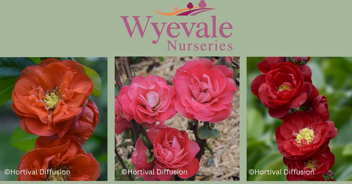 Wyevale Nurseries tweet media