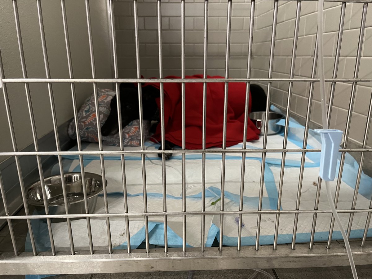 TwirlyTwyla 🌪 tweet media