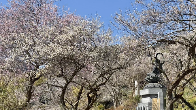 起きたら天気が良かったのでまた山に来てしまった。あきる野はあちこちで桜が咲き始めていたけどこれは早咲き?ともあれめちゃくちゃ綺麗でした。