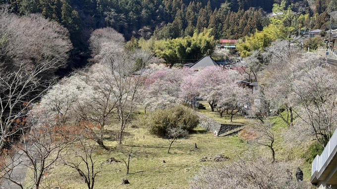 起きたら天気が良かったのでまた山に来てしまった。あきる野はあちこちで桜が咲き始めていたけどこれは早咲き?ともあれめちゃくちゃ綺麗でした。