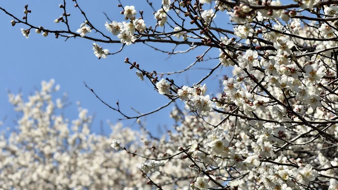 起きたら天気が良かったのでまた山に来てしまった。あきる野はあちこちで桜が咲き始めていたけどこれは早咲き?ともあれめちゃくちゃ綺麗でした。