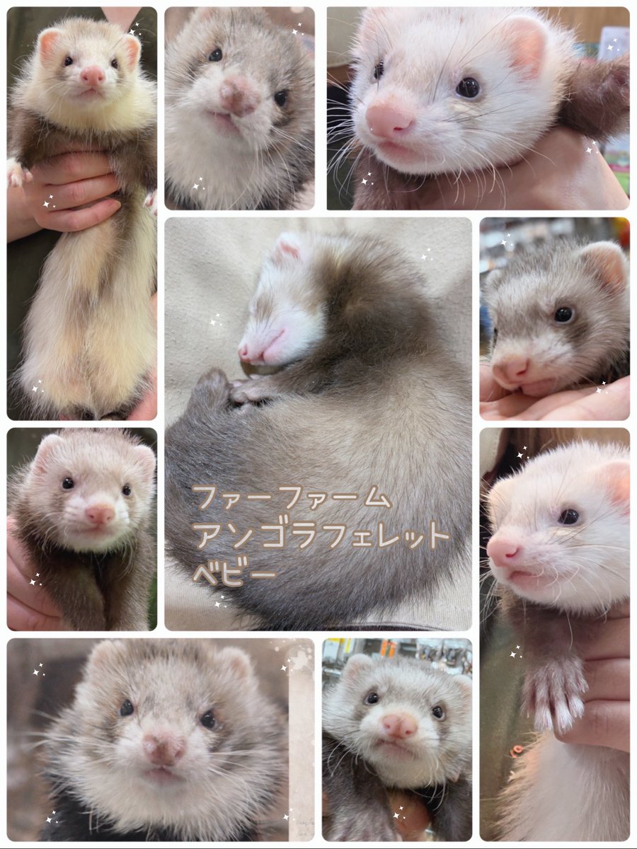 nettai_club's tweet photo. 明日からお迎えスタート🐾
ばぶばぶーずの色んな表情をお届け！

気になる子がいましたらぜひ吉祥寺店まで会いにきてくださいね🫶🏻💕

#フェレット
#ファーファームアンゴラフェレット
#ご家族さま募集中 https://t.co/wz6UIhxncS