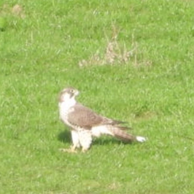 Sandbach Flashes tweet media