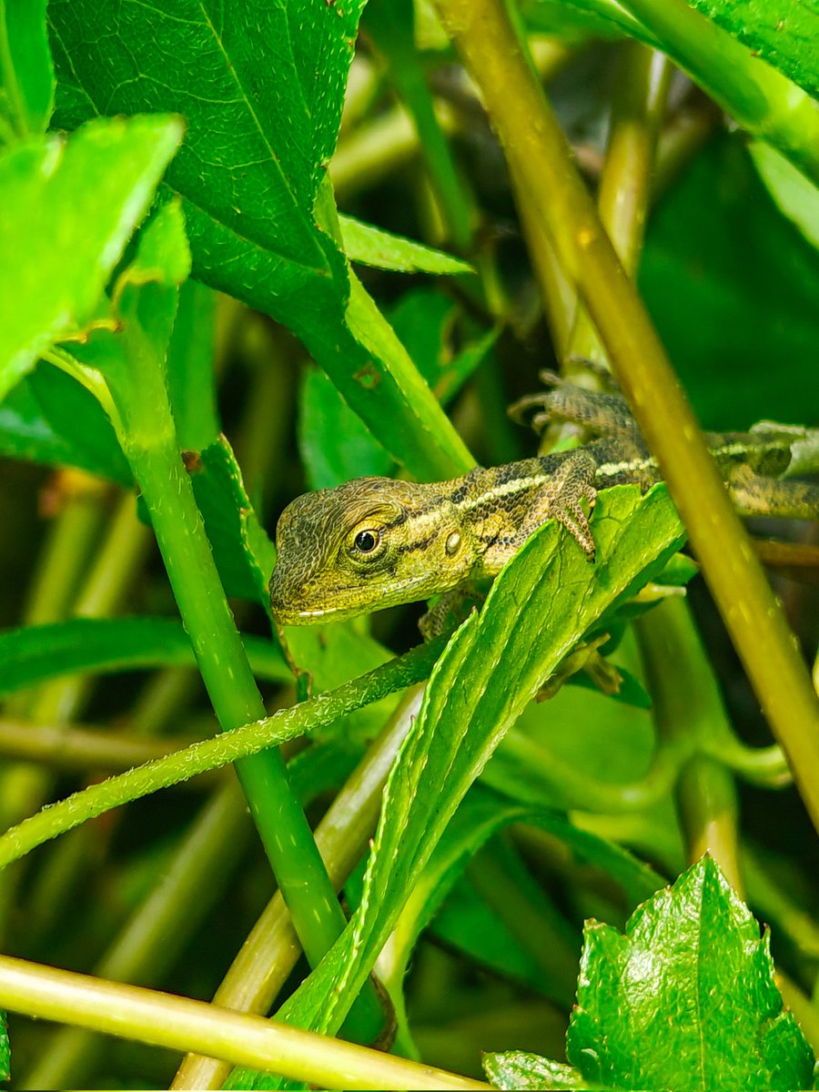 BachuuM22 tweet media