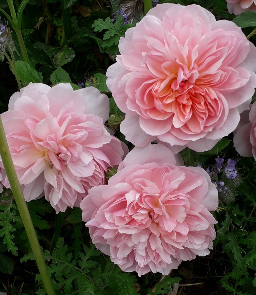 Happy #RoseWednesday everyone 💐 Have a peaceful day 🤍🤍 #Peace 🤍