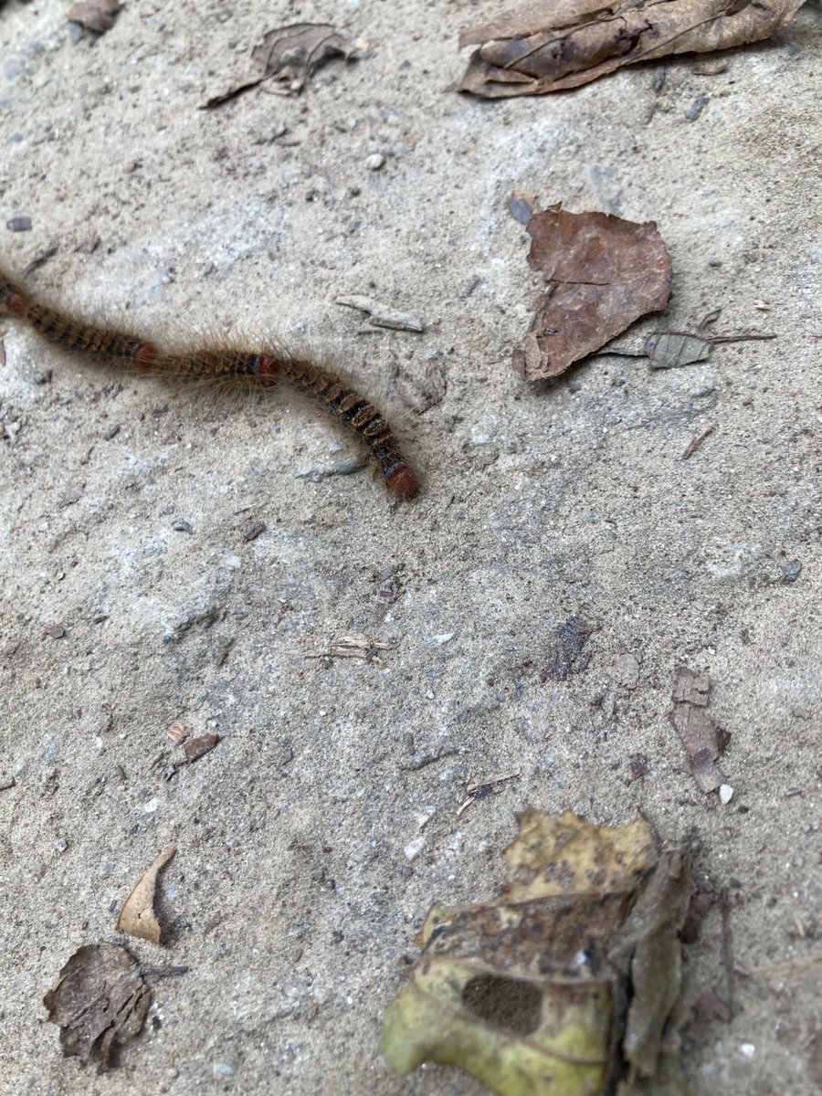 turisaitama's tweet photo. ネパールにいる友達から想像を絶する行列の毛虫の写真来たんだけど何これ！？
種類わかる人いる？ https://t.co/Q7Chttl7uw