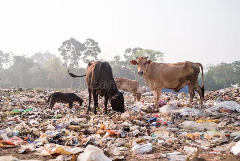 nu_hvatyt's tweet photo. @Thepetsonly Cows survive in India by eating trash https://t.co/yDqNYO8PEH