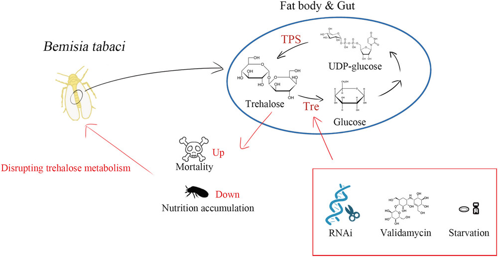 Insect Science tweet media