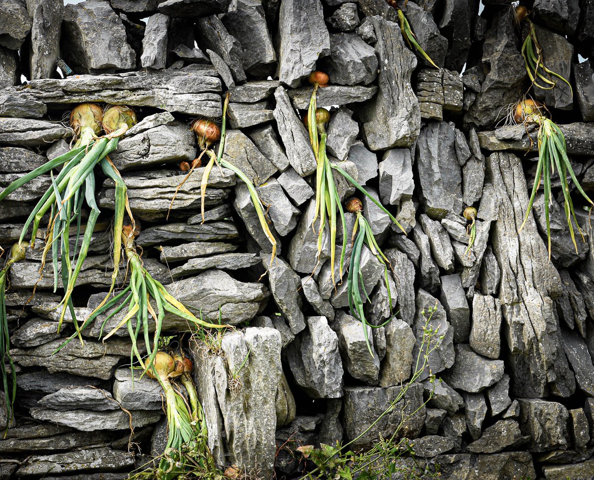 Elaine Farrell Photography tweet media