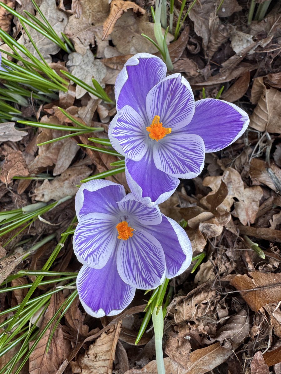 Gewoon (Trouble) Con 💜💋🦄 tweet media