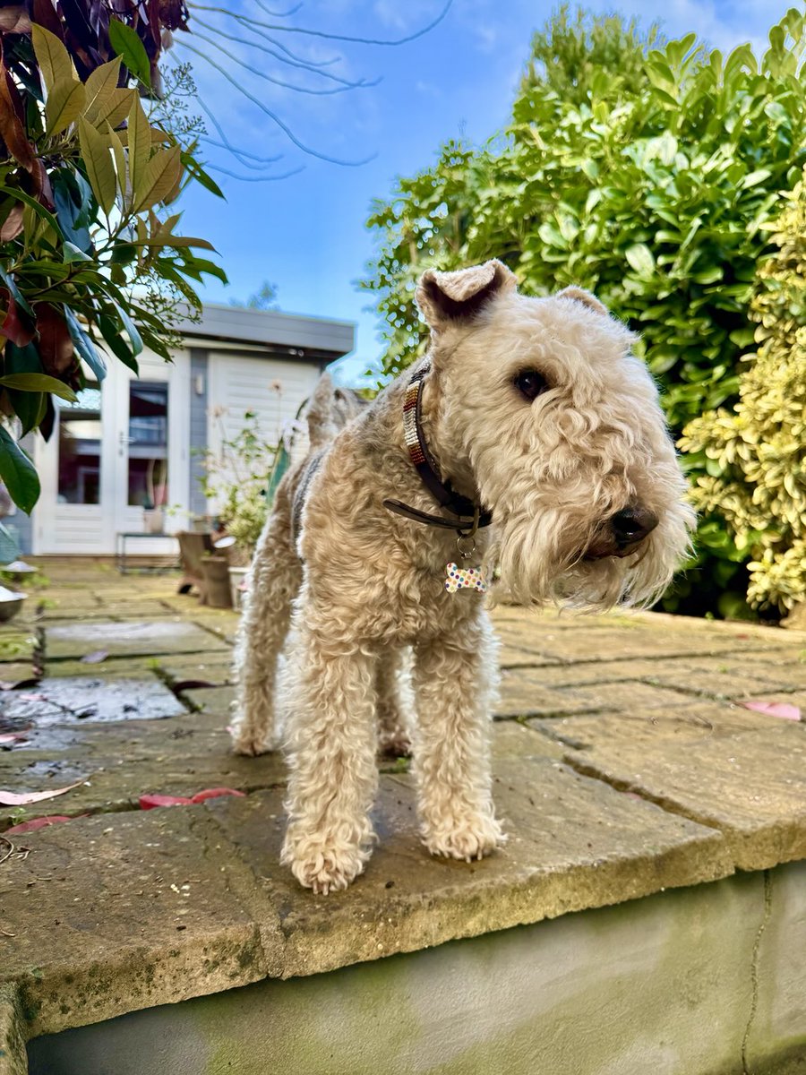 bertie_lakeland's tweet photo. It’s always nice to stand in the garden taken in the air and contemplate the day ahead ❤️❤️ https://t.co/0nW5YXk1S9