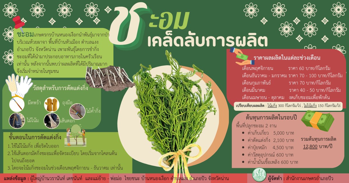 ชะอม🌱🌿 เคล็ดลับการผลิต🌱🌿#กรมส่งเสริมการเกษตร #พืชผัก