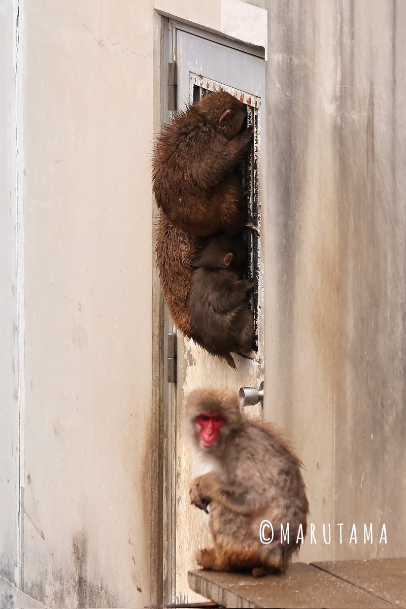 圧メンバーの一員
2026.3.10
#市川市動植物園　#ニホンザル　#パンチ
#がんばれパンチ　＃がんばれ市川市動植物園