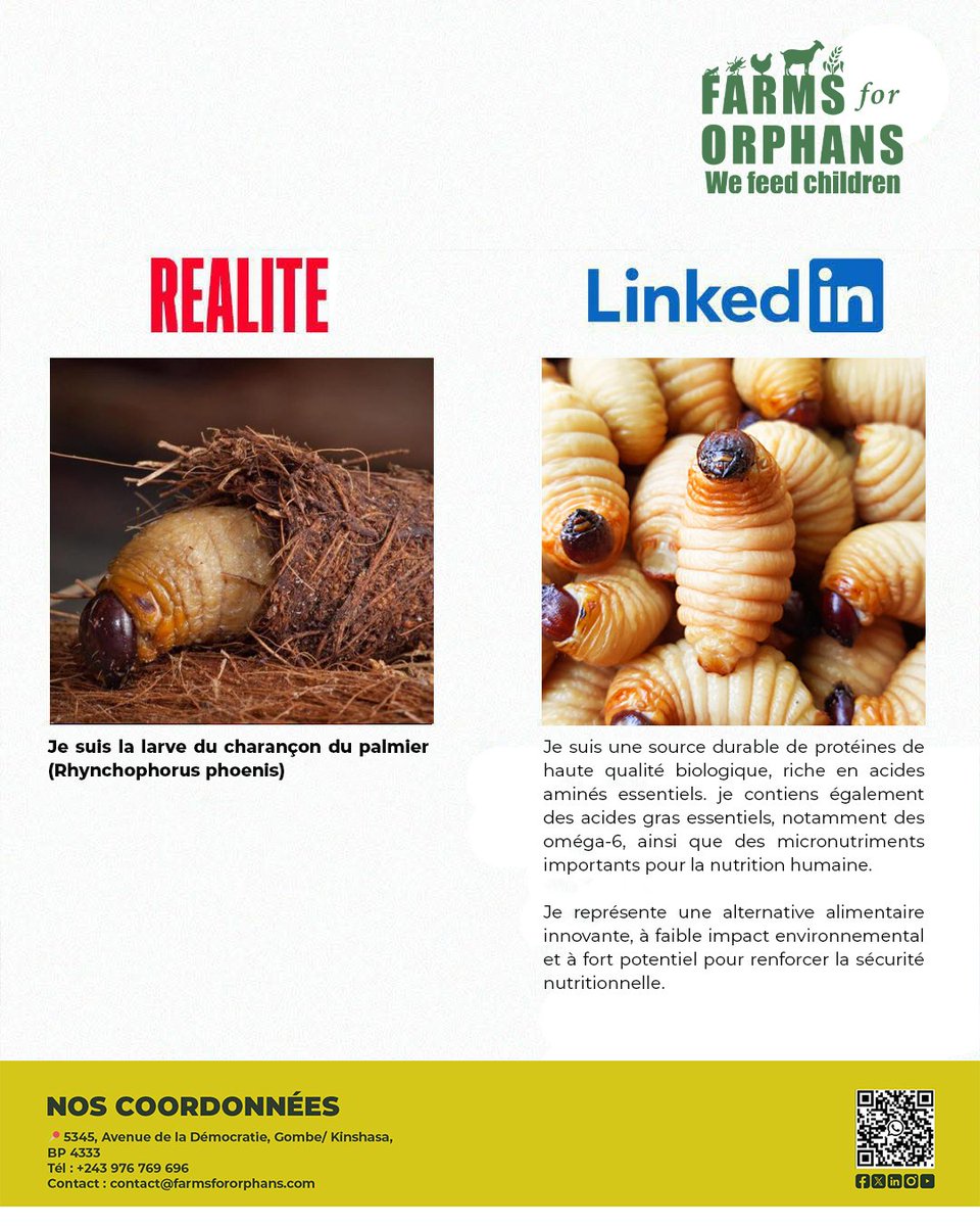 Farms for Orphans (Mpose ya Congo) tweet media