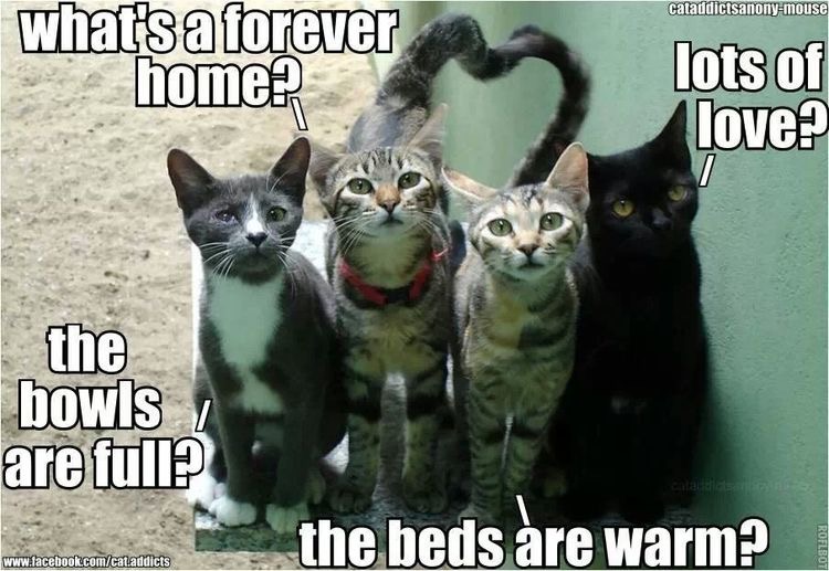 AdoptRescueCats's tweet image. 🐶💟🐱 It’s #forgottensoulshour soon!

NOTE: ➡️ US: 5pm ET, 4 CT, 3 MT, 2 PT ⬅️
UK: 9pm

Join us to help longterm #rescue animals (awaiting a home over one year).
All are welcome &amp;amp; all tweets/RT’s are appreciated!

#rescues #shelters #adoptdontshop