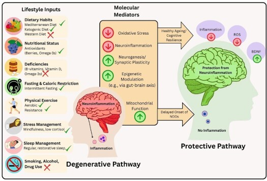 🧠 Las enfermedades neurodegenerativas (Alzheimer, Parkinson, ELA…) están aumentando en todo el mundo.

La evidencia indica que varios hábitos diarios influyen en el riesgo y la progresión:

🥗 Dieta saludable (p. ej., mediterránea) → menos inflamación y estrés oxidativo
⏳