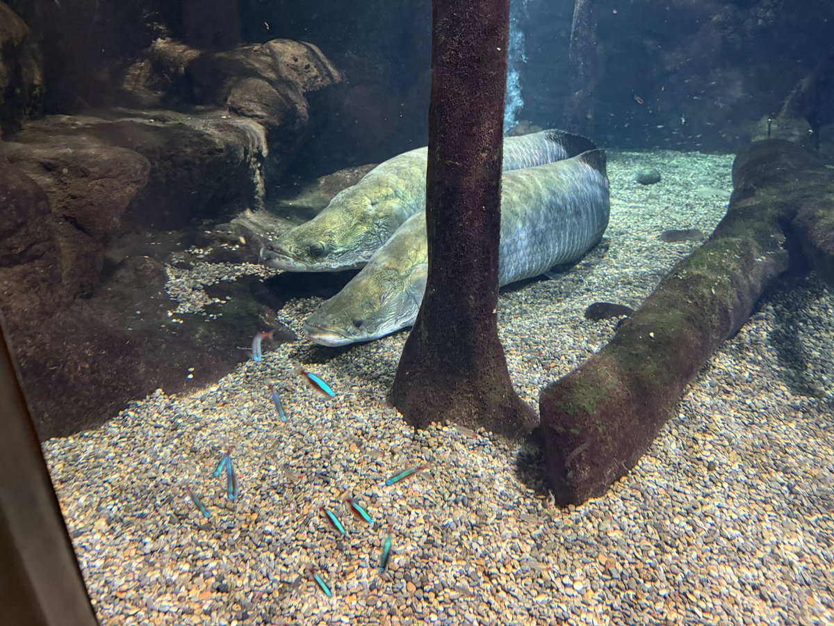 亜美𓆗ソロ旅と台湾原住民アートと雑貨 tweet media