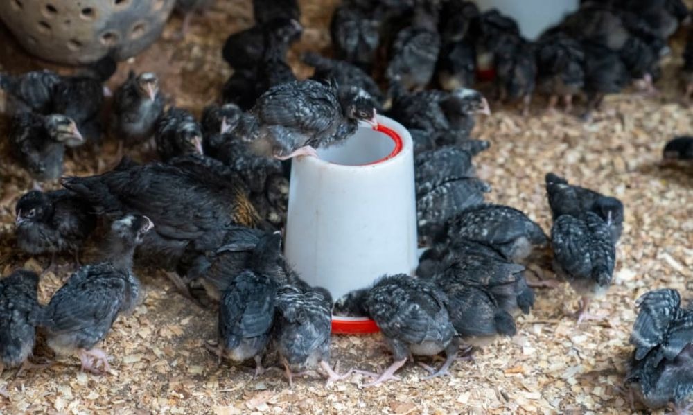 TheForeFrontMagazine tweet media