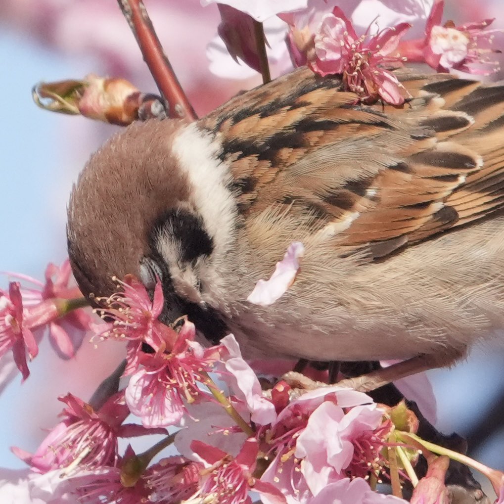 ぽかり tweet media