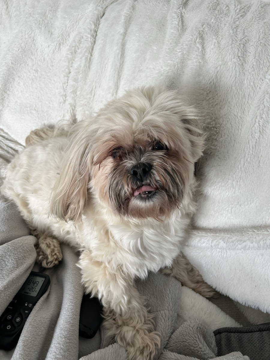 Betty Lion Apso 🇬🇧🏳️‍🌈🇺🇦🏴󠁧󠁢󠁥󠁮󠁧󠁿🇮🇱 tweet media