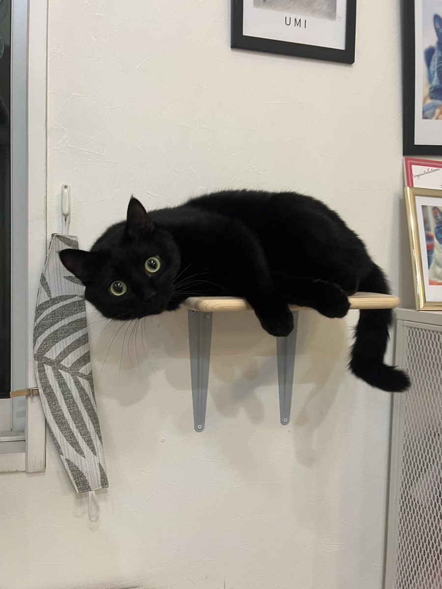 黒猫そらの家🐈⬛ tweet media