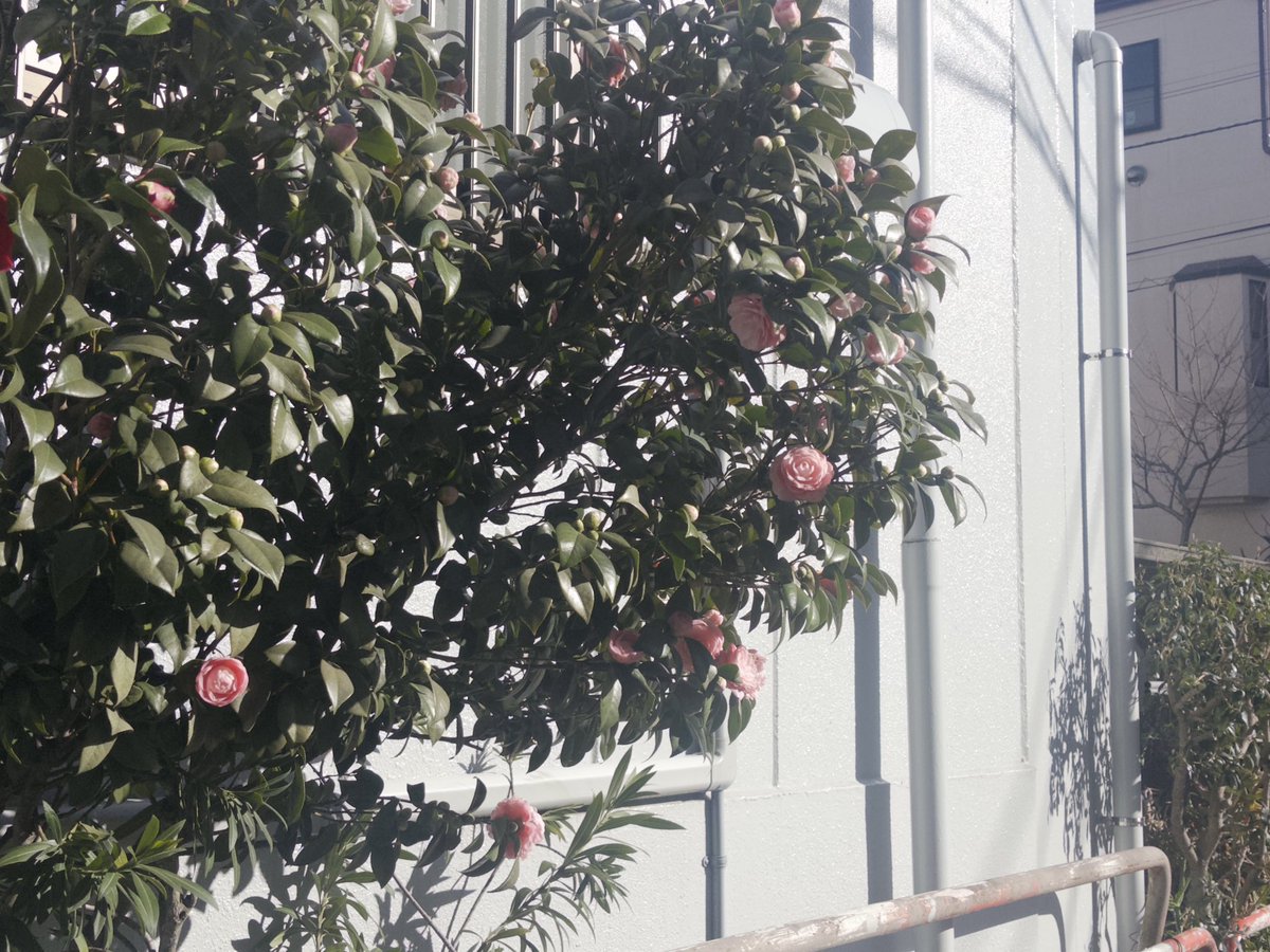 묘 ໒꒱⋆* tweet media