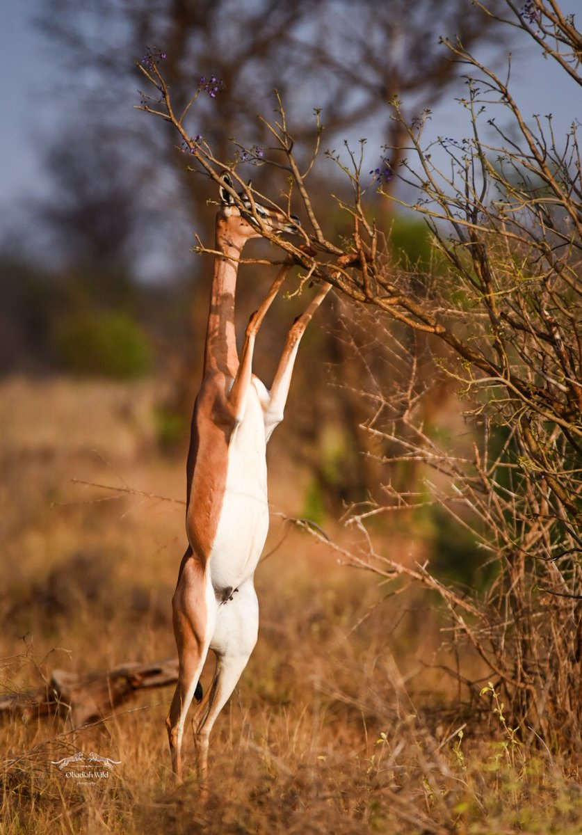 KWSKenya's tweet photo. Out in the wild, some of the best snacks hang just out of reach. 🌿
Meet the gerenuk, aka the giraffe gazelle, an antelope that stands on its hind legs to browse high up. When the best bites are on the top shelf, standing tall does the trick!
Come and #ExperienceWonder in Kenya’s magical wild landscapes.

#JiachilieInKenyaParks #ExploreExperienceConserve
📍Tsavo East National Park
📷 Obadiah Wildlife Photography