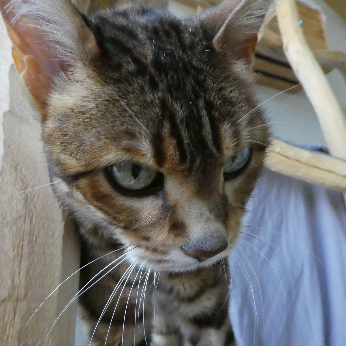 Beat Stocker tweet media