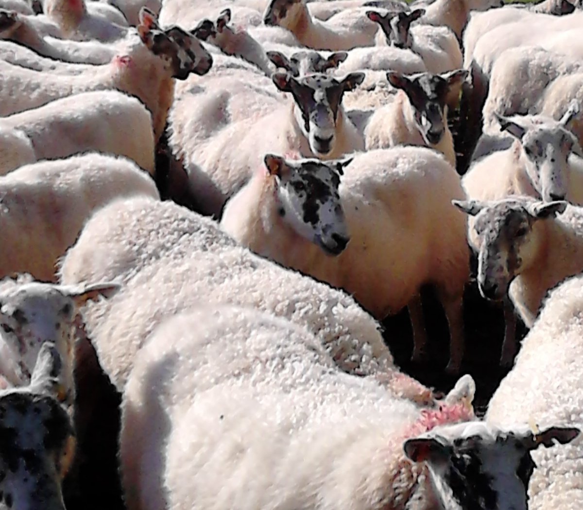 Sheep Veterinary Soc tweet media